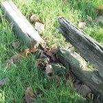 Rotten wood in the stocks